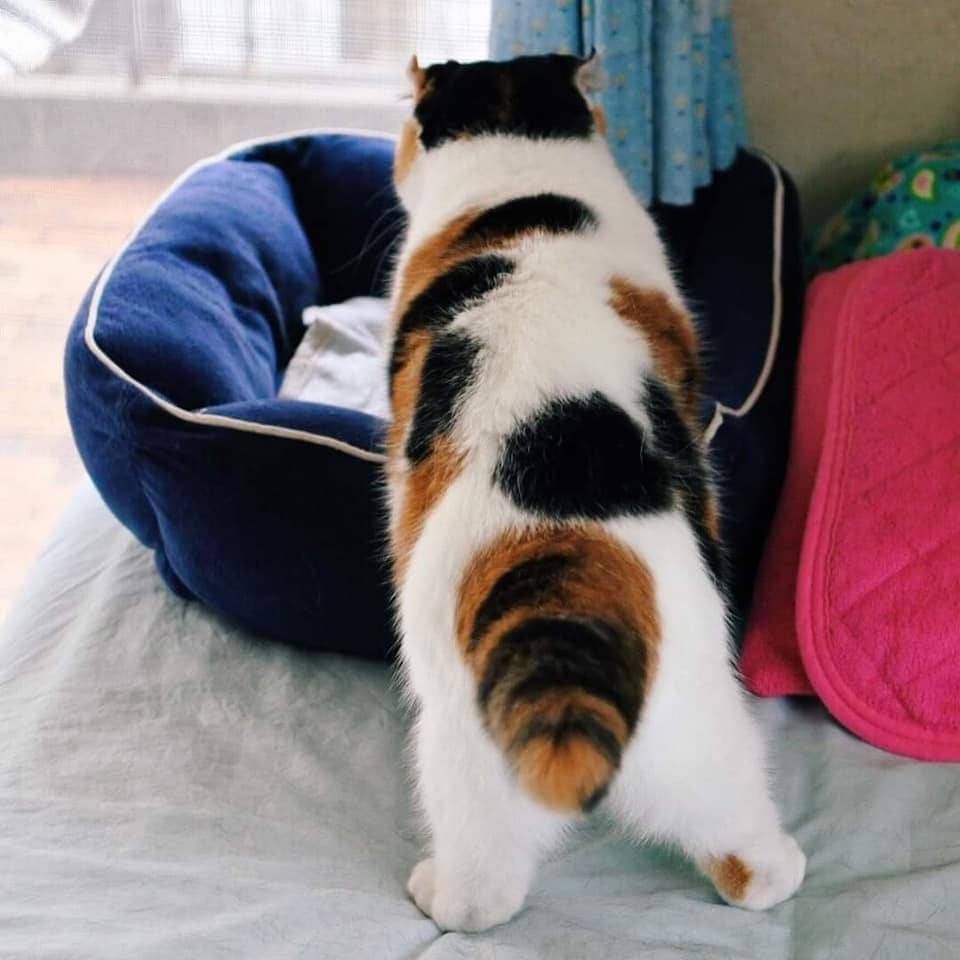 แมวสามสีมีเพียง 1% ที่หายากที่สุดในโลกที่ทาสอาจไม่เคยเห็นมาก่อนในชีวิต -  Catthai - ข่าวสารการแมว ข่าวแมว ข่าวหมา เรื่องราวสัตว์เลี้ยง