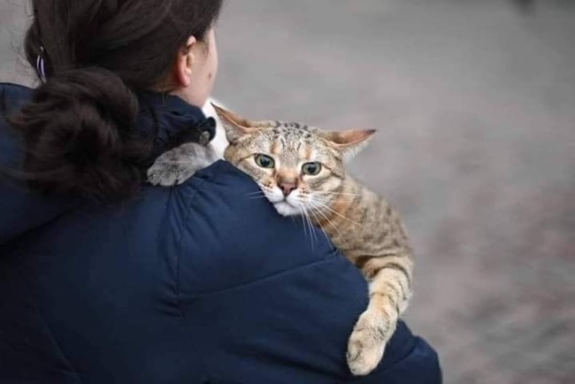 ชาวเมืองยูเครนต่างอพยพ อุ้มหมาแมวหนีไม่คิดชีวิตแม้จะเหนื่อยแต่พวกเขาต้องรอด - CatThai